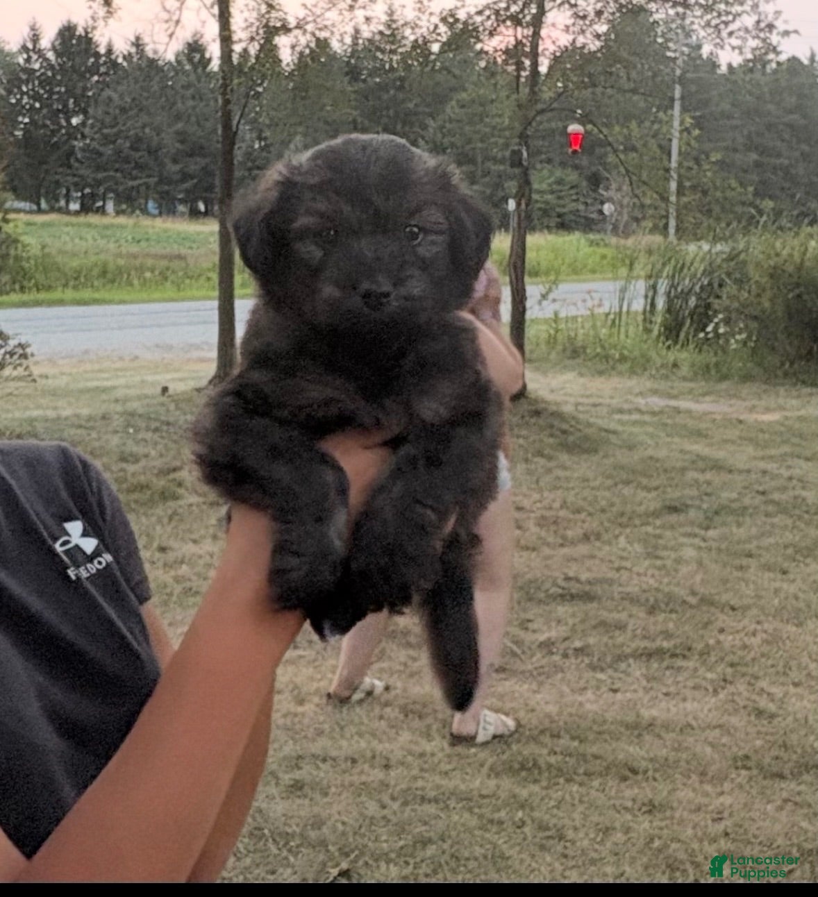 Aussiedoodle dogs Aussiedoodle 2 - Ad 2