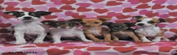 Chihuahua dogs for sale: Trooper - Ad 5
