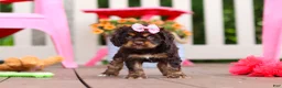 Cocker Spaniel dogs for sale: Callie - Ad 1