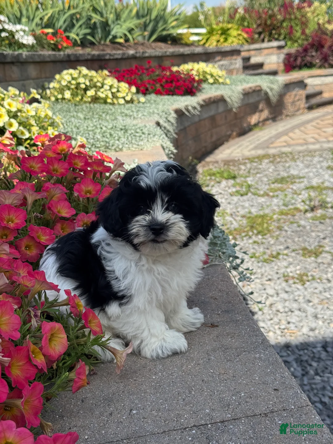 Mixed Breed dogs for sale: Ashton - Ad 2