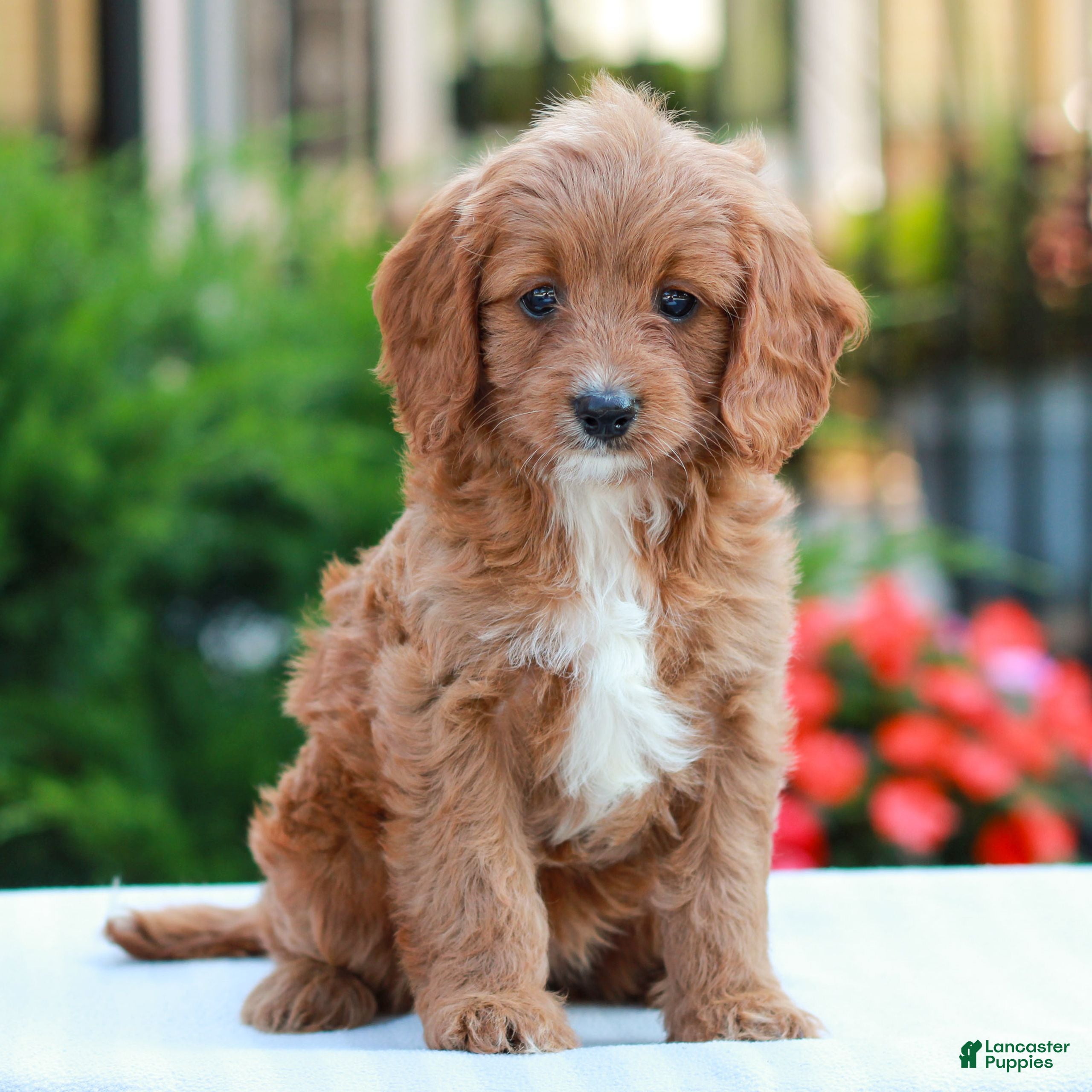 Cavapoo dogs Ellie  - Ad 2