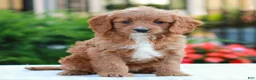 Cavapoo dogs for sale: Ellie  - Ad 2