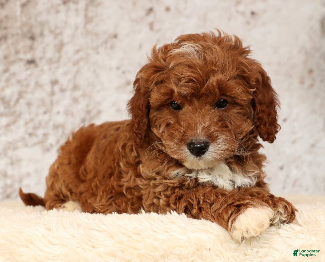 Cavapoo dogs for sale: Nolan - Ad 2