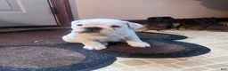 English Bulldog dogs for sale: Elsa - Ad 5