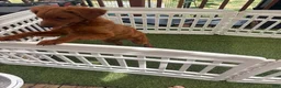 Goldendoodle dogs for sale: Pinkie Pie  - Ad 4