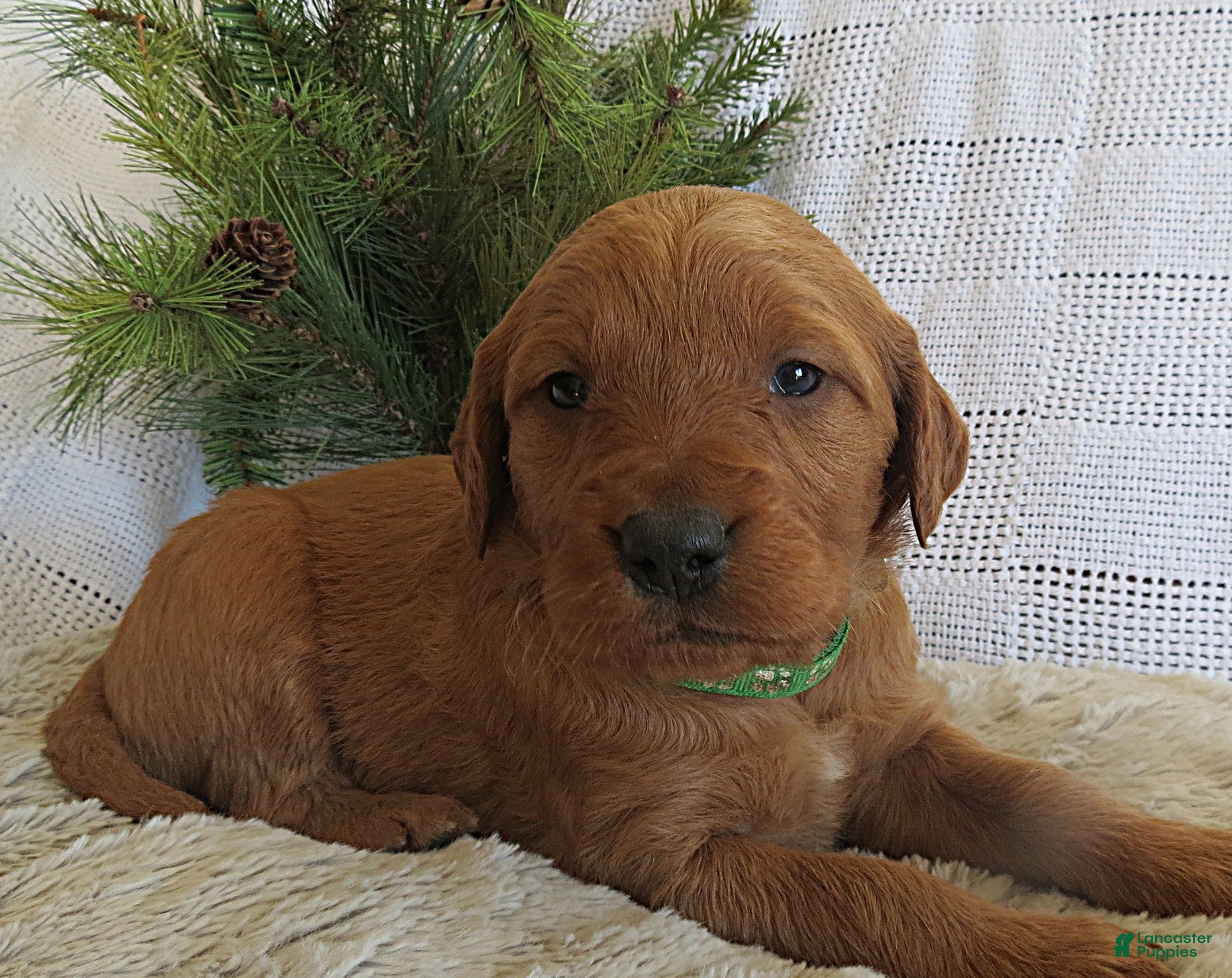 Mixed Breed dogs Mr. Green - Ad 2