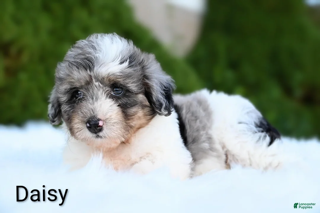Miniature Australian Shepherd dogs for sale: Daisy - Ad 6