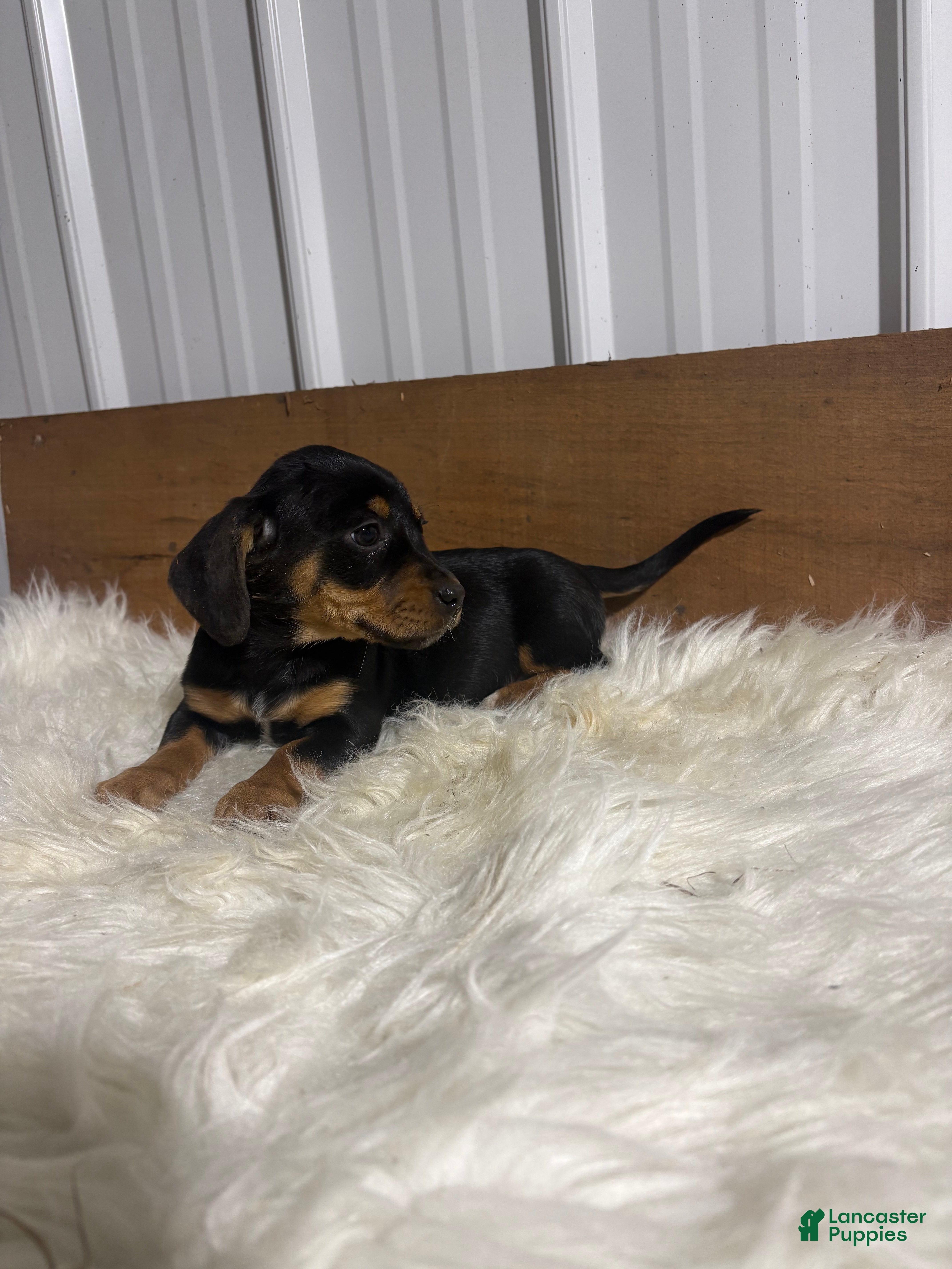 Mixed Breed dogs Mixed Breed Puppy 4 - Ad 22