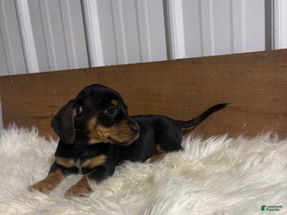 Mixed Breed dogs Mixed Breed Puppy 4 - Ad 20