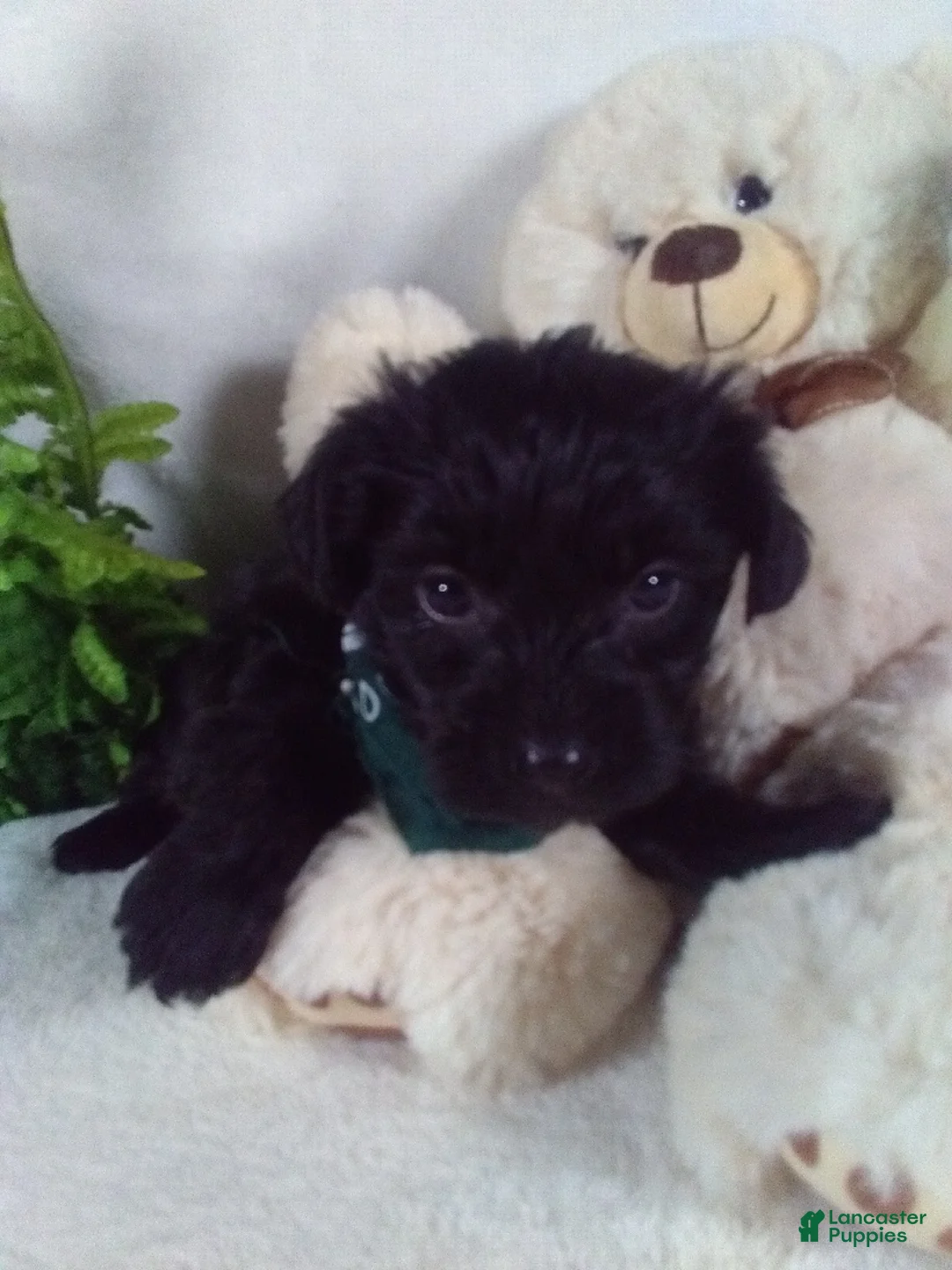 Yorkiepoo dogs for sale: Gunner - Ad 1