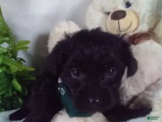 Yorkiepoo dogs Gunner - Ad 27