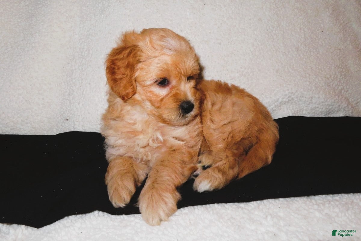 Mini Goldendoodle dogs Jewel - Ad 2