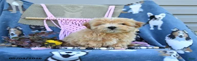 Amos