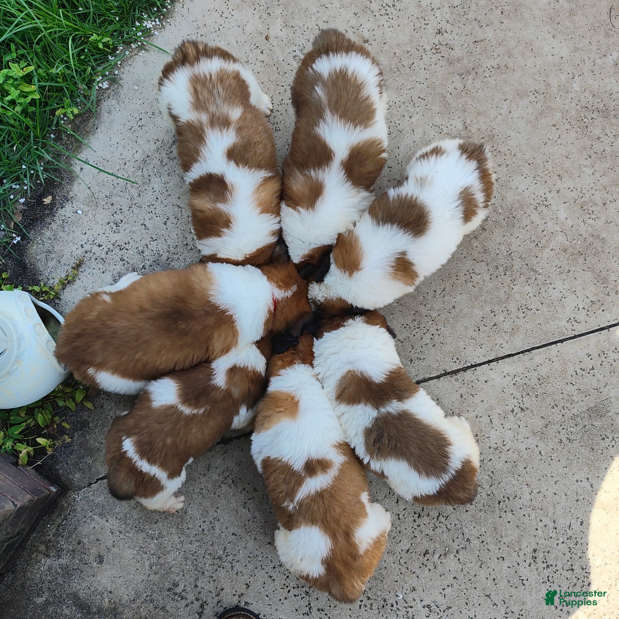 Mixed Breed dogs for sale: Saint Bernard Pyrenees mix Puppy 4 - Ad 4