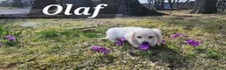 Miniature Dachshund dogs for sale: Olaf - Ad 5