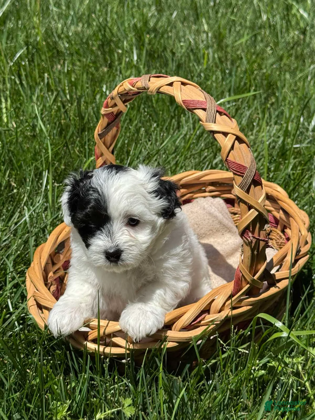 Maltipoo dogs for sale: Maltipoo Puppy 6 - Ad 1