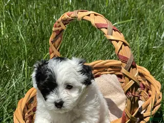 Maltipoo dogs Maltipoo Puppy 6 - Ad 6