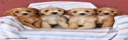 Cavapoo dogs for sale: Custard - Ad 5