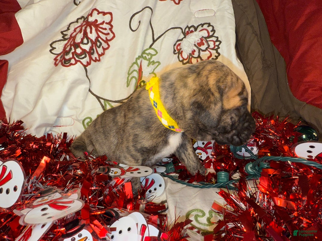 Great Dane dogs for sale: Francine - Ad 5