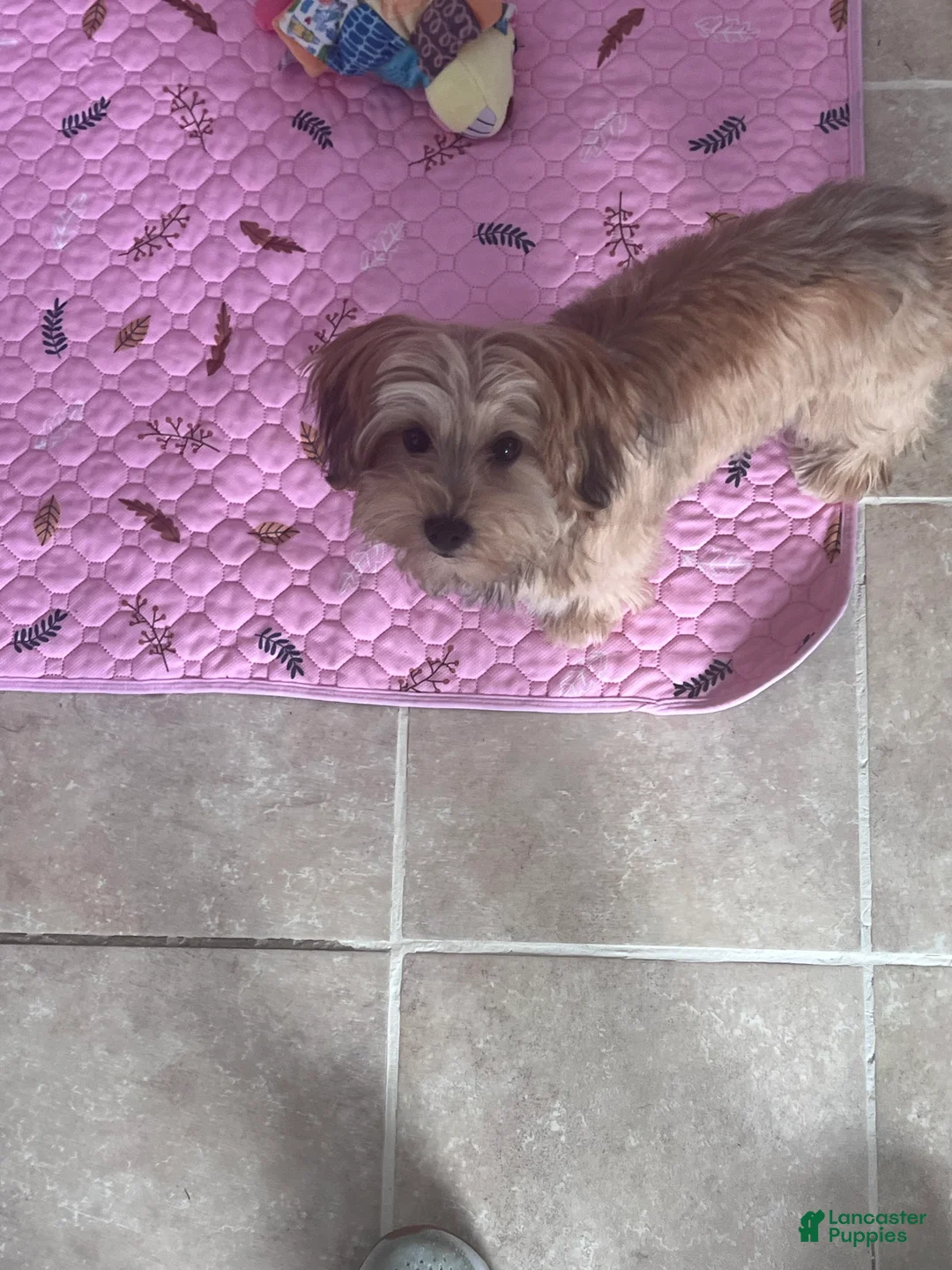 Morkie dogs for sale: Cloud Nine’s Solar Sequel {stud} - Ad 1