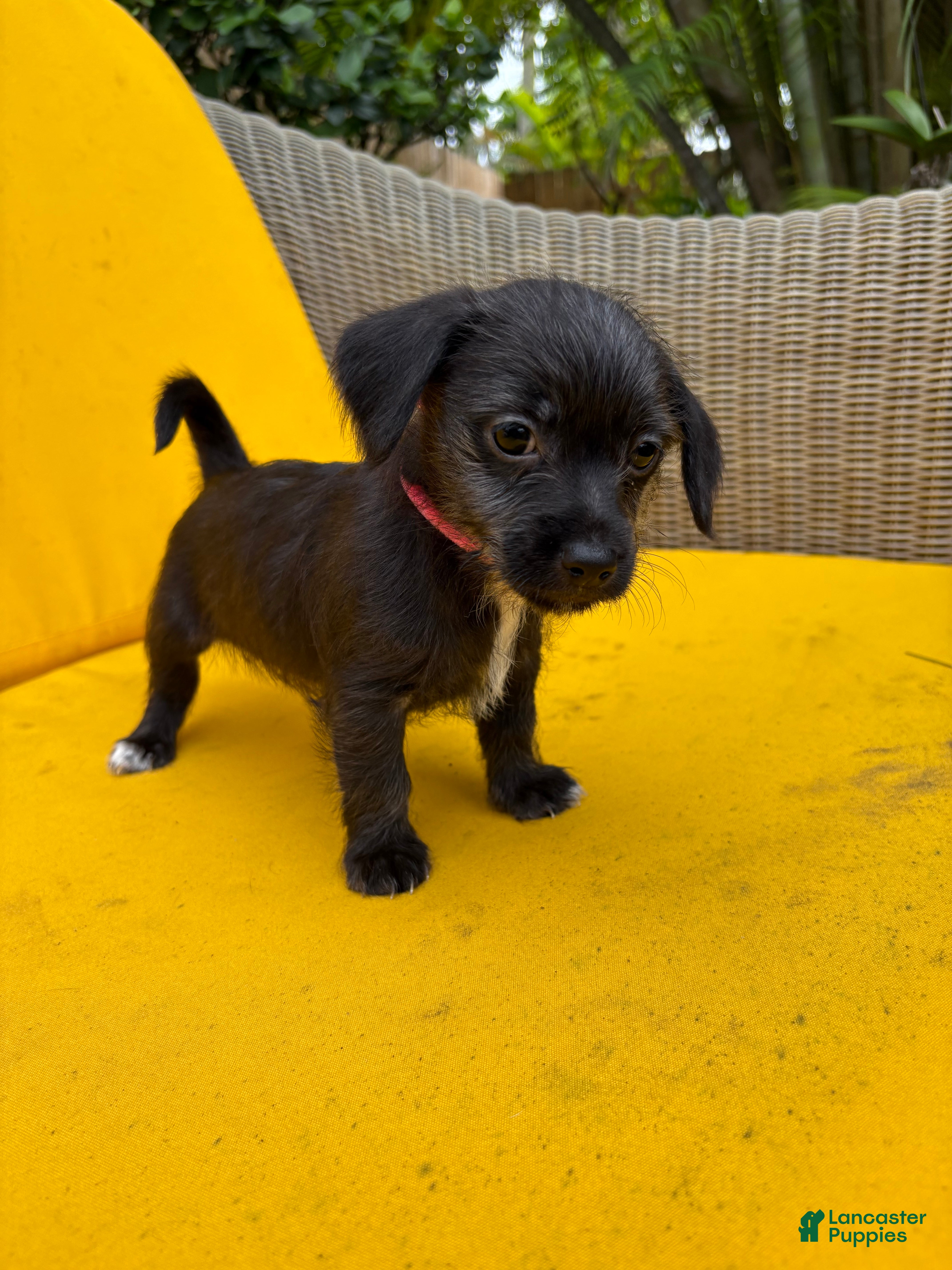 Mixed Breed dogs Mixed Breed 2 - Ad 1