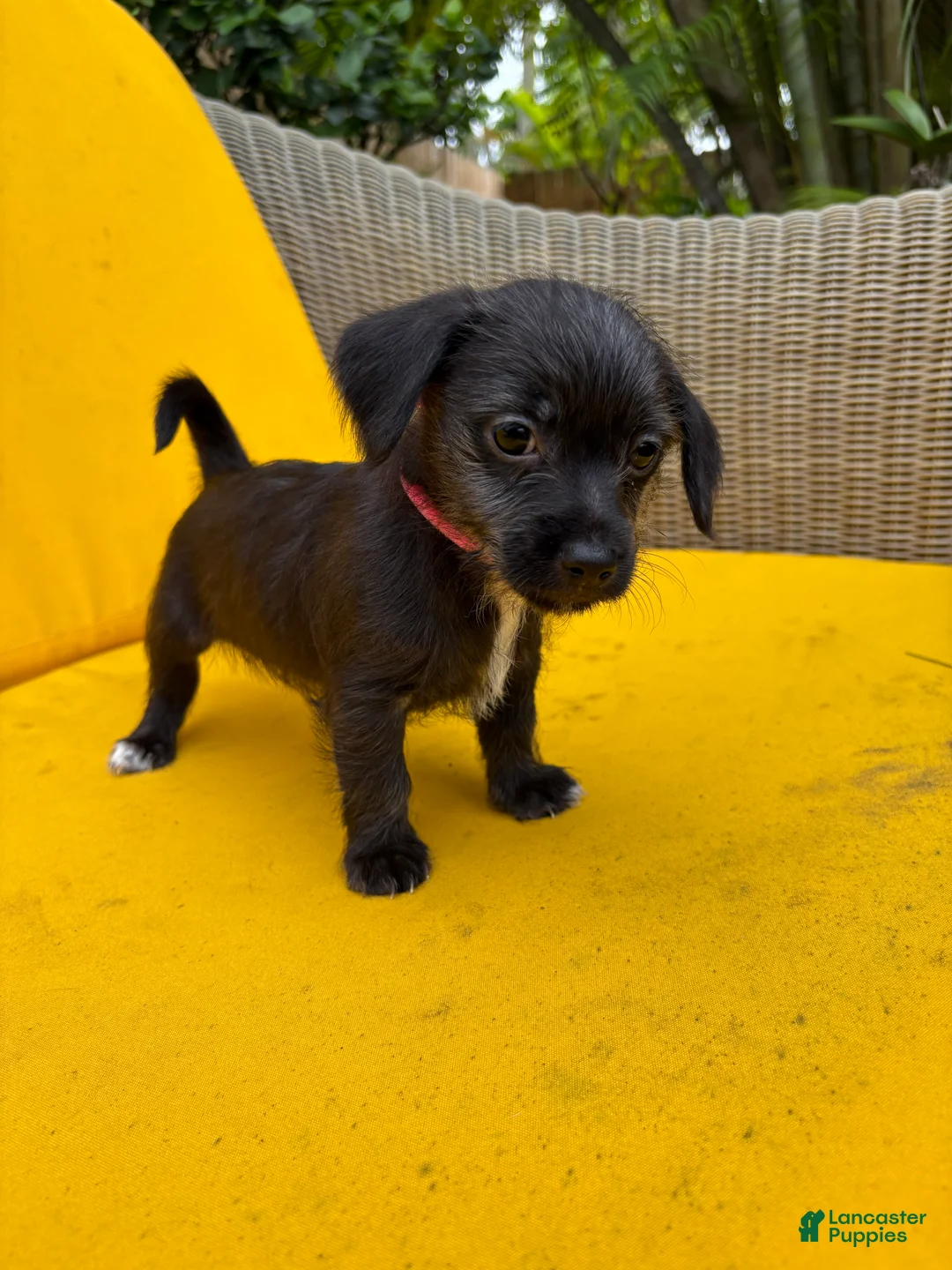 Mixed Breed dogs for sale: Mixed Breed 2 - Ad 1