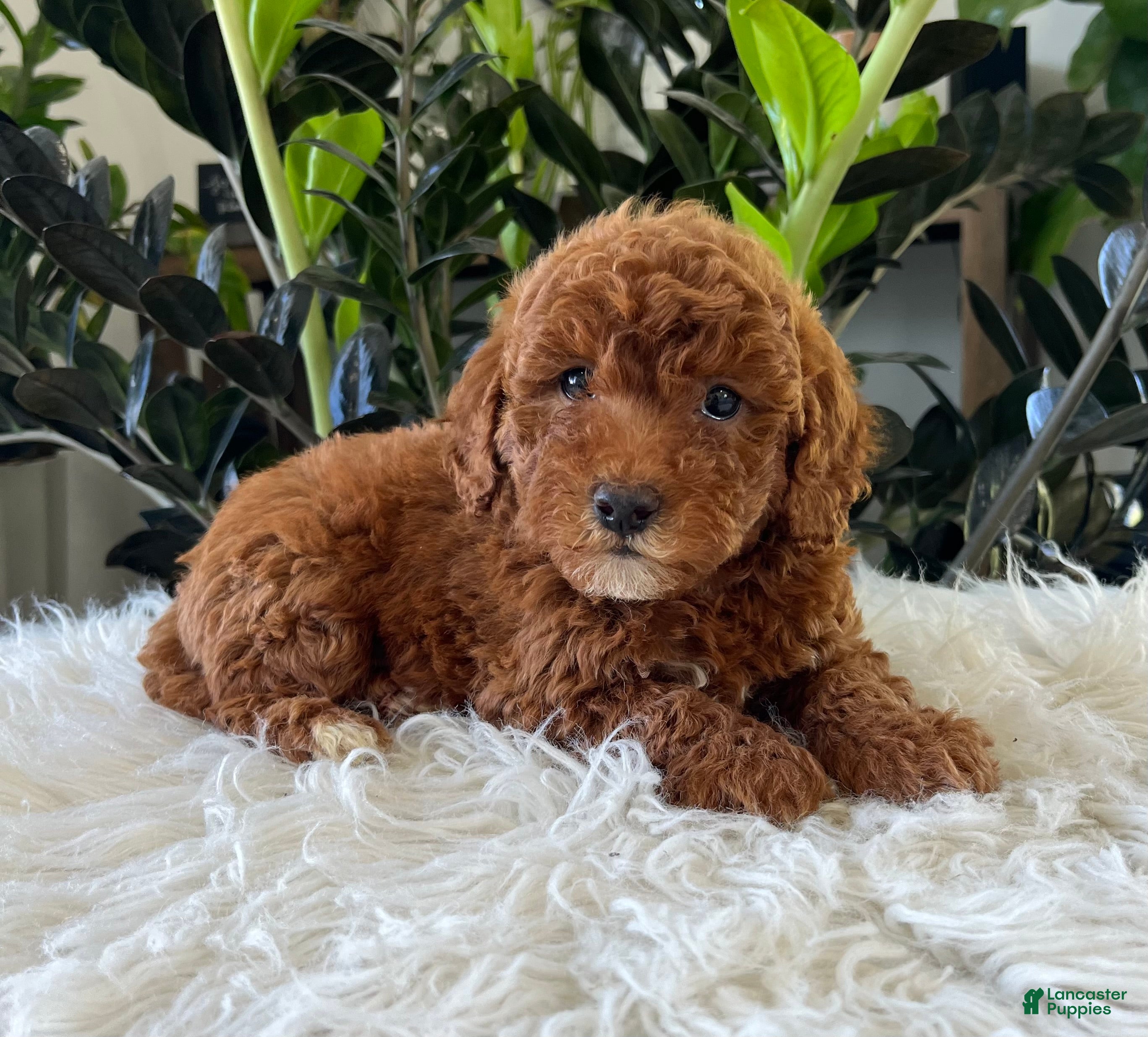 Mini Goldendoodle dogs Tate - Ad 2
