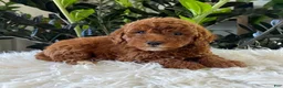 Mini Goldendoodle dogs for sale: Tate - Ad 2