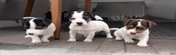 Jack Russell Terrier dogs for sale: Jack Russell Terrier Puppy 2 - Ad 4