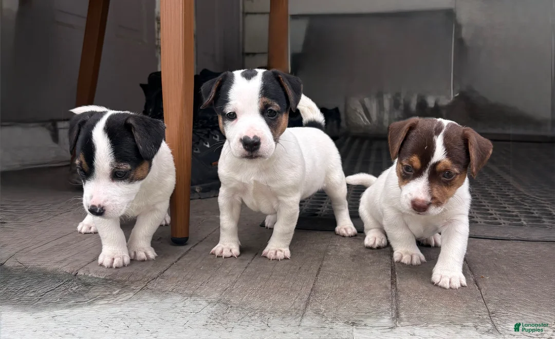 Jack Russell Terrier dogs for sale: Jack Russell Terrier Puppy 2 - Ad 4