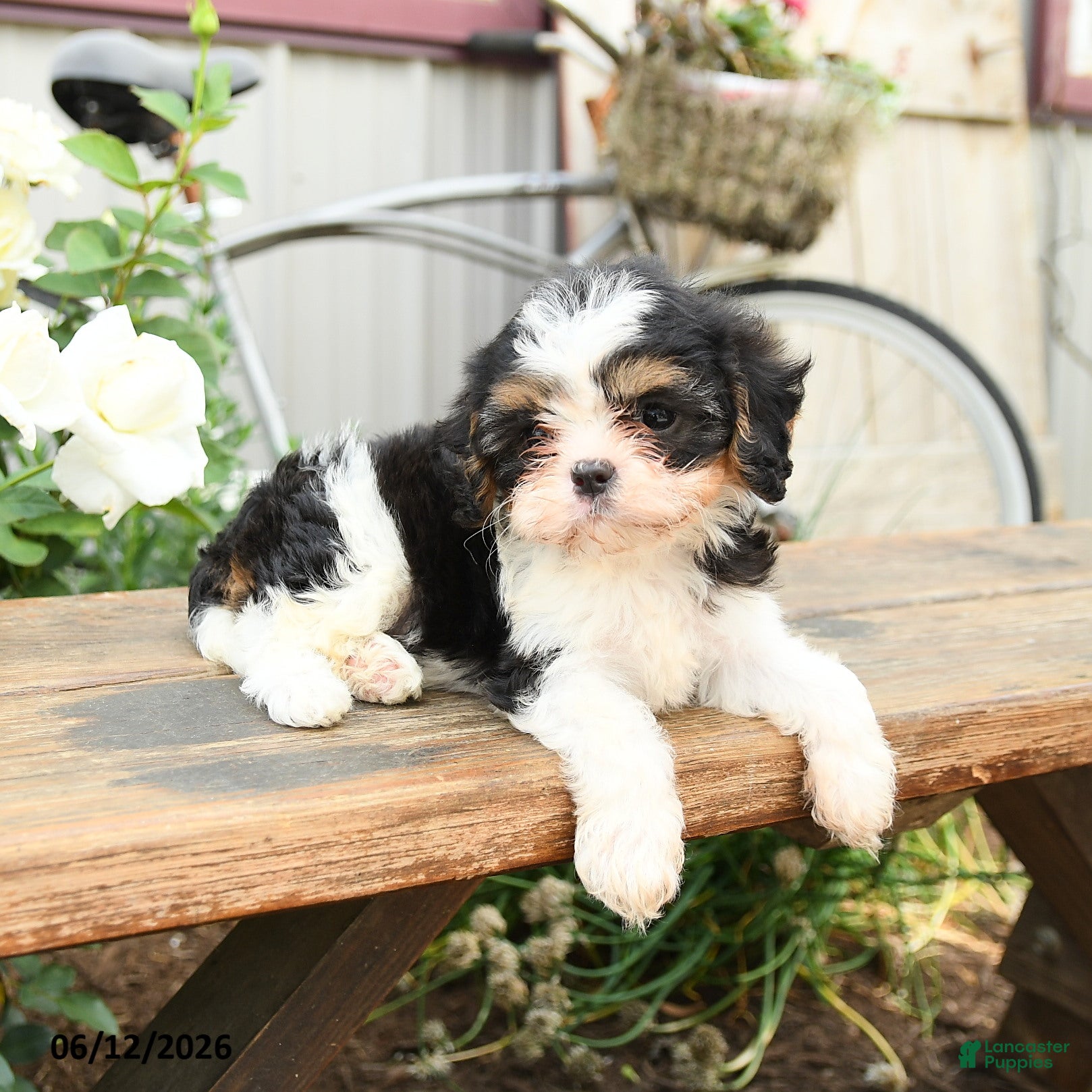 Cavachon dogs Wonder  - Ad 1