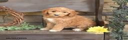 Mini Goldendoodle dogs for sale: Maya - Ad 1