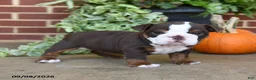 English Bulldog dogs for sale: Sweetie - Ad 3