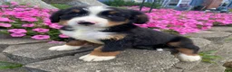Bernese Mountain Dog dogs for sale: Finn - Ad 2