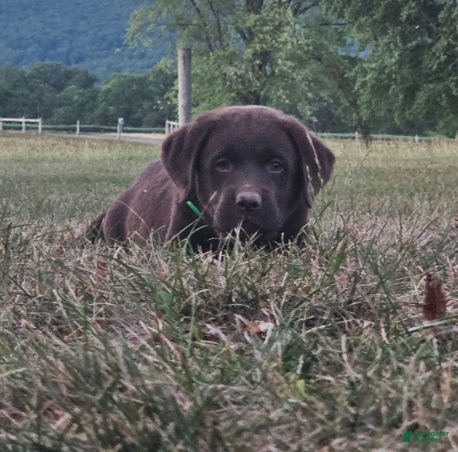 Labrador Retriever dogs Patsy - Ad 2