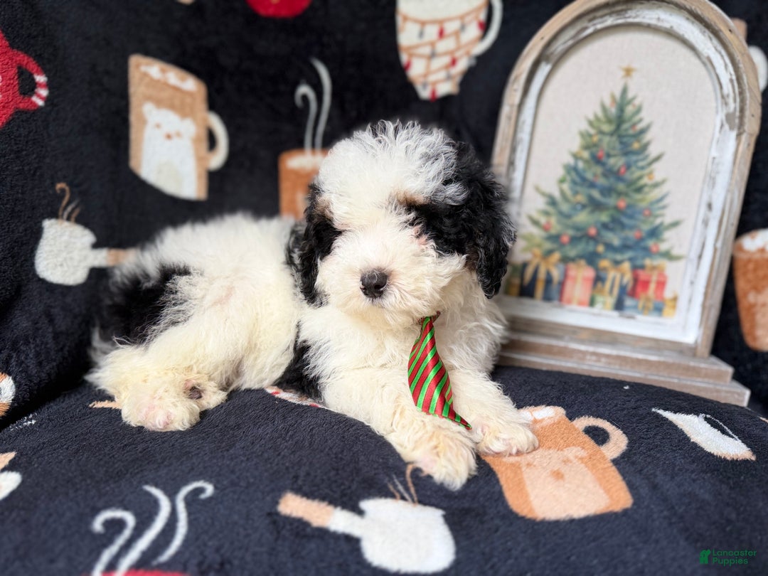 Yorkiepoo dogs for sale: Grinch - Ad 2