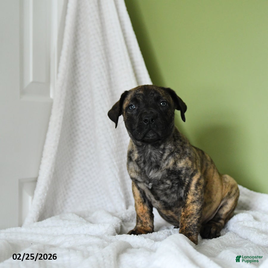 South African Boerboels dogs Brenda - Ad 2