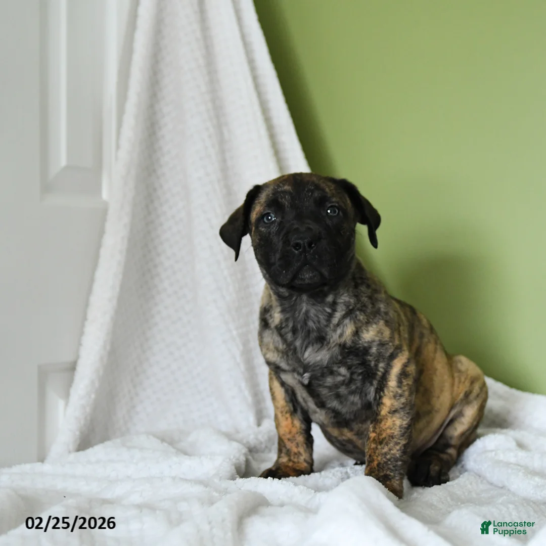 South African Boerboels dogs for sale: Brenda - Ad 2