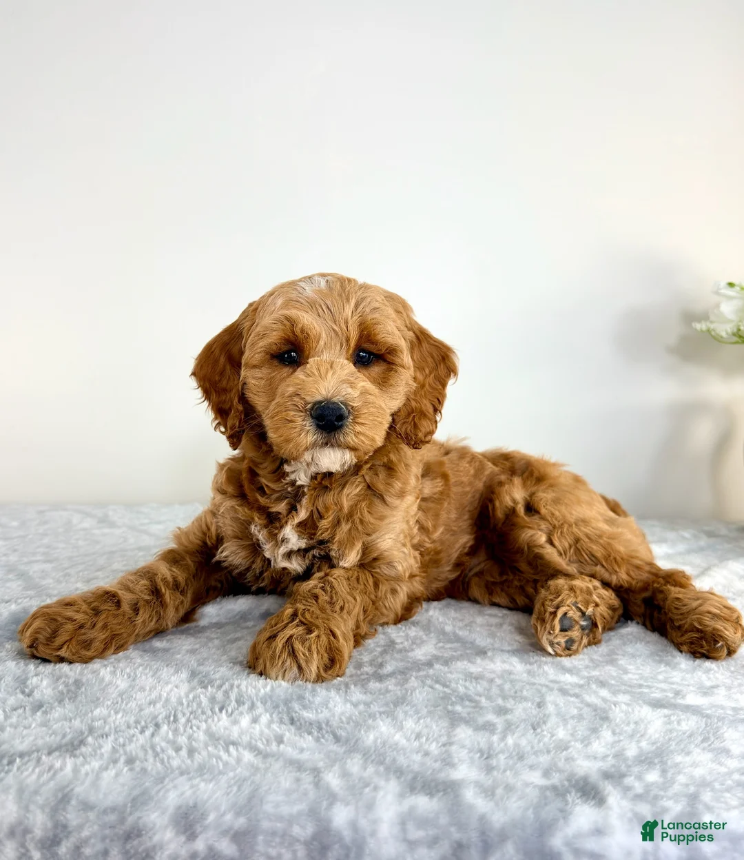 Mini Goldendoodle dogs for sale: Grayson  - Ad 2
