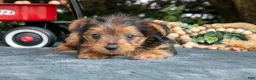 Yorkshire Terrier dogs for sale: Lilac - Ad 2