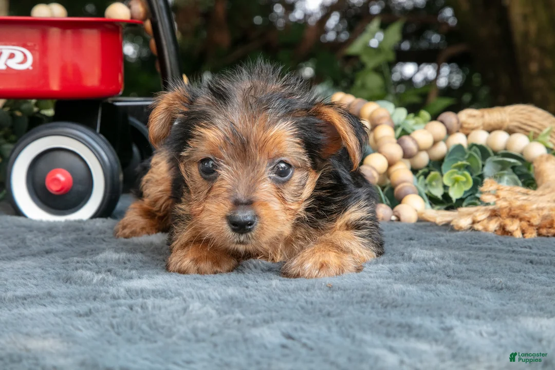 Yorkshire Terrier dogs for sale: Lilac - Ad 2