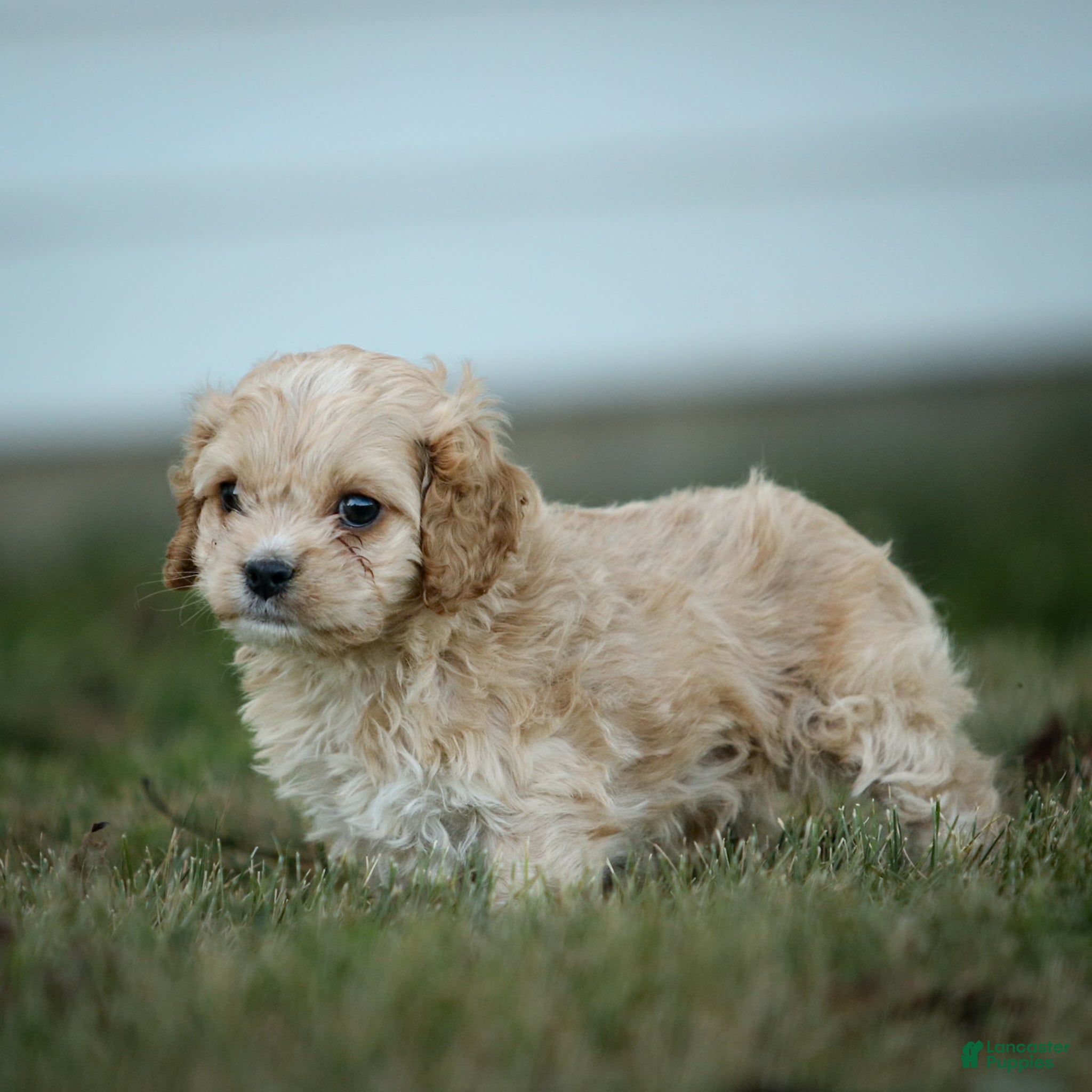 Cockapoo dogs Ranger Cockapoo  - Ad 2