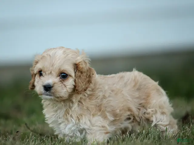 Cockapoo dogs Ranger Cockapoo - Ad 2
