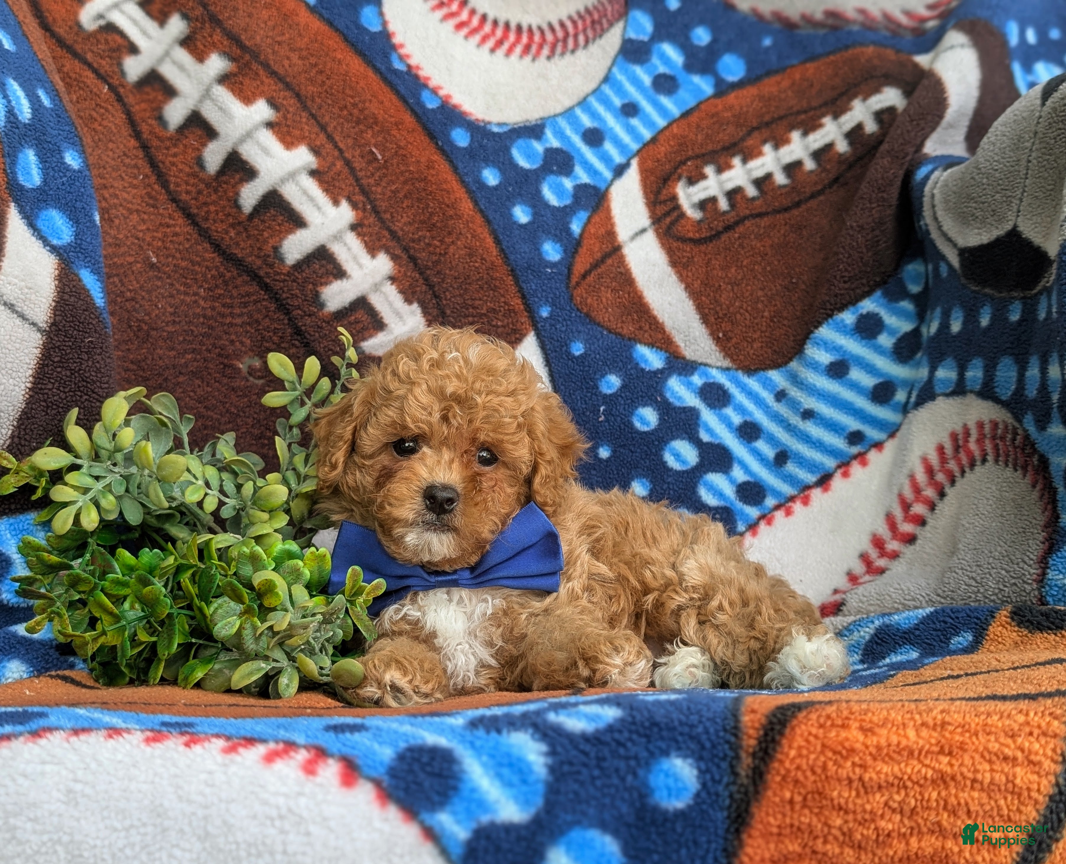 Cavapoo dogs Vinny 7 lbs Full Grown - Ad 2