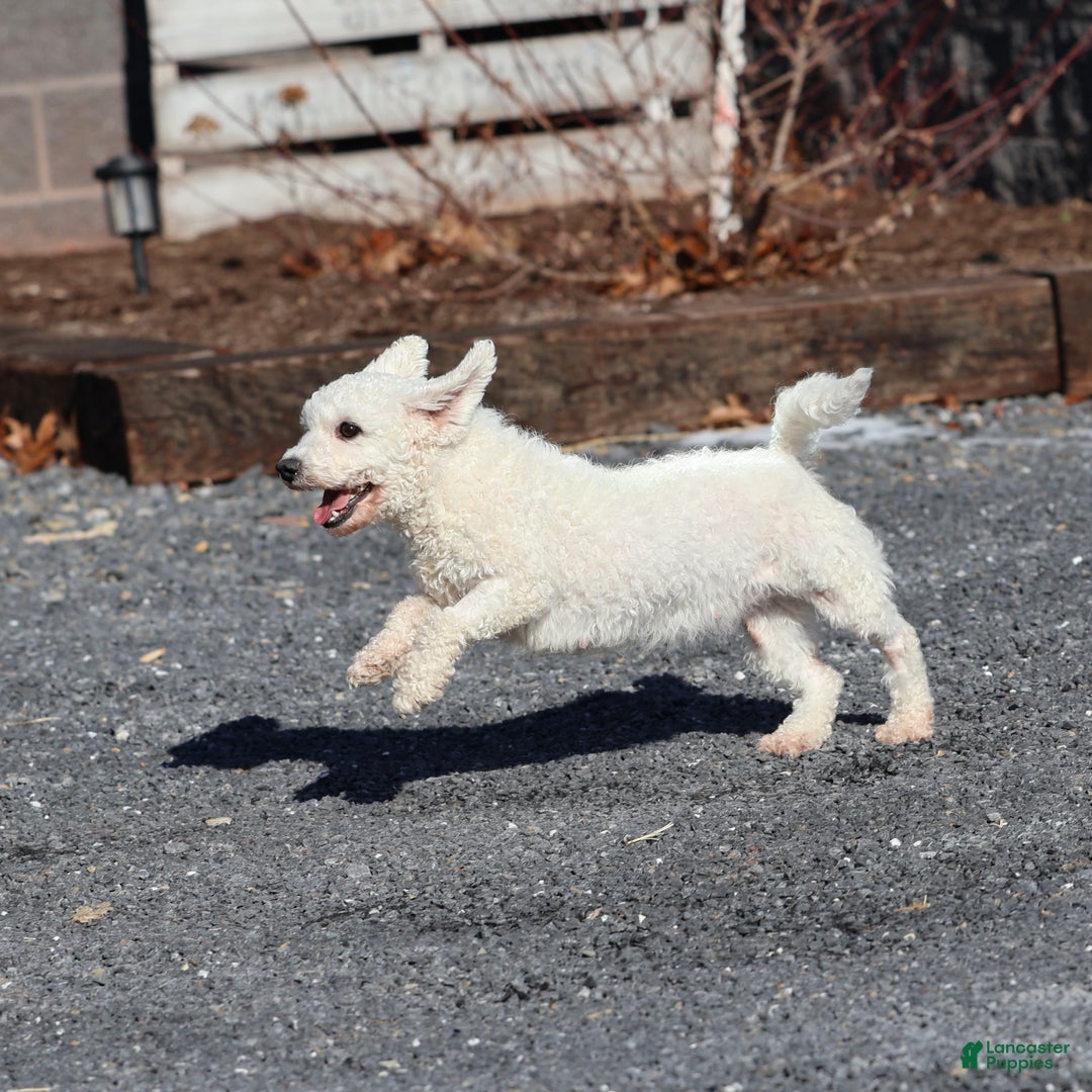 Teddy Bear dogs for sale: Jingo - Ad 6