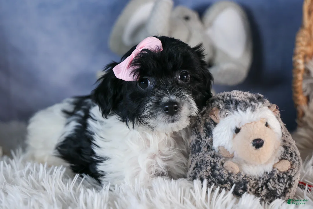 Havapoo dogs for sale: FREDA - Ad 11