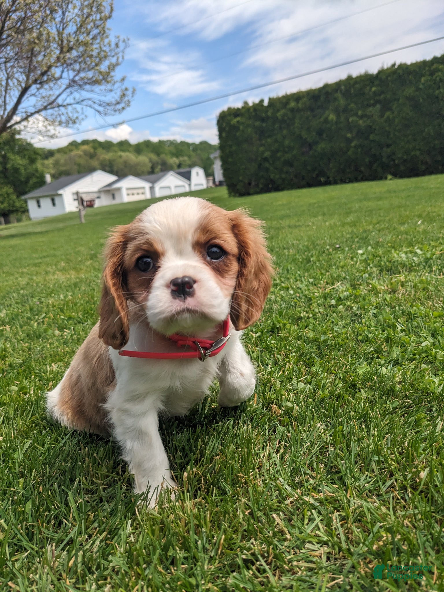 Cavalier King Charles Spaniel dogs for sale: Konnie  - Ad 4