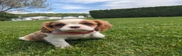 Cavalier King Charles Spaniel dogs for sale: Konnie  - Ad 1