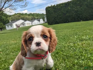 Cavalier King Charles Spaniel dogs for sale: Konnie - Ad 4