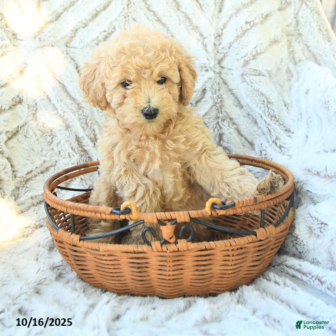Toy Poodle dogs for sale: Peanut  - Ad 1